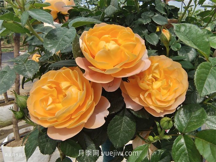 適合安徽種植的四季月季品種有哪些？(圖1)