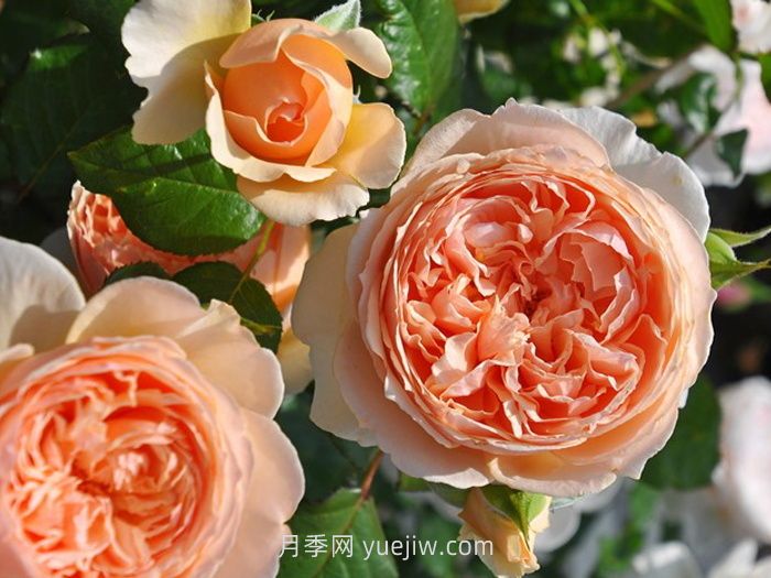 適合安徽種植的四季月季品種有哪些？(圖2)
