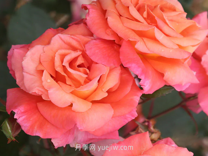 巫術(shù)月季介紹和優(yōu)缺點(圖1)