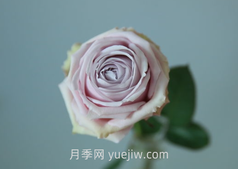 云裳月季介紹和優(yōu)缺點(圖1)