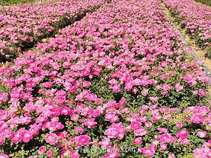 北方綠化帶常見植物及名稱(圖1)