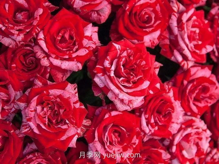 21朵玫瑰花的花語(yǔ)是什么？(圖1)