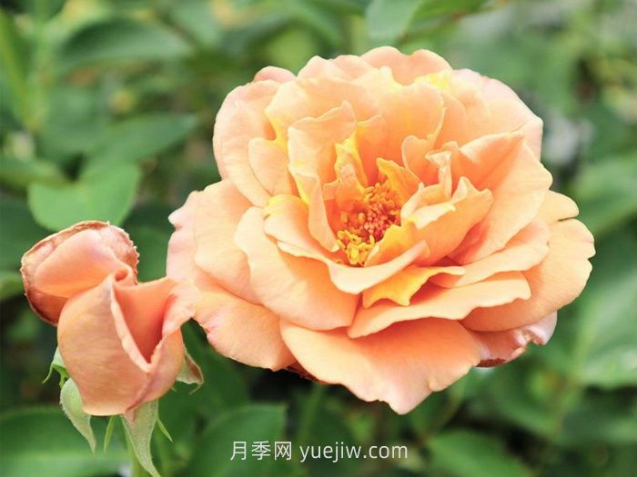 拉芬波特月季介紹和優(yōu)缺點(圖1)