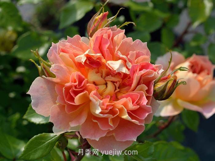 南瓜燈籠月季介紹和優(yōu)缺點(diǎn)(圖1)