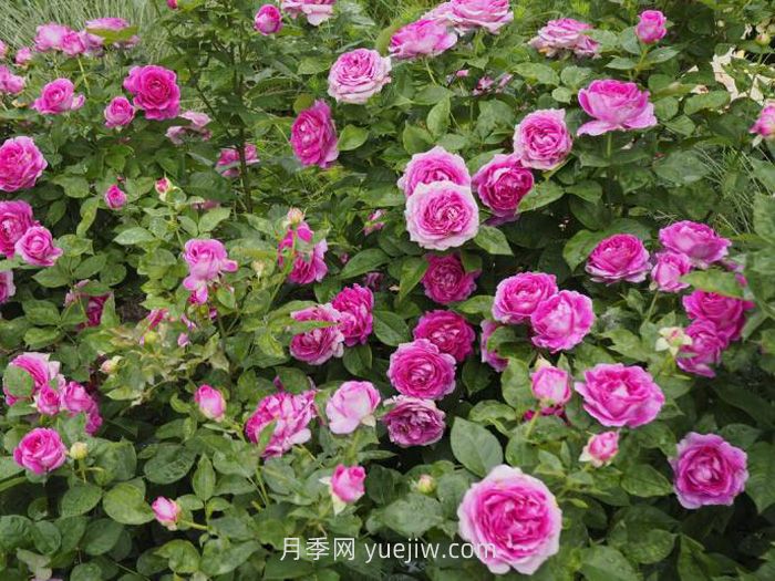 音樂之聲月季介紹和優(yōu)缺點(diǎn)(圖1)