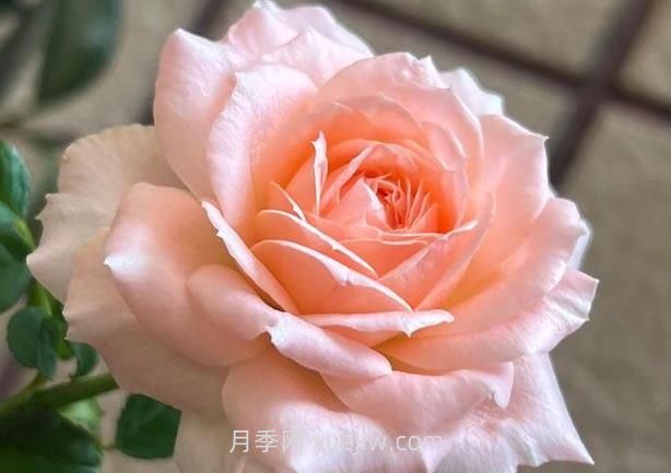楊玉環(huán)月季介紹和優(yōu)缺點(圖1)
