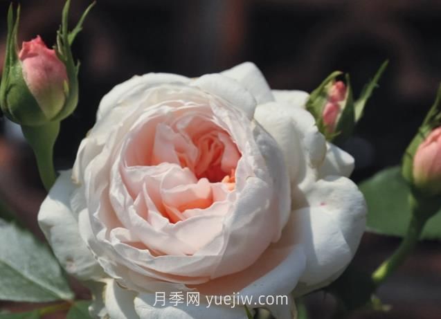 薩布麗娜月季介紹和優(yōu)缺點(diǎn)(圖1)