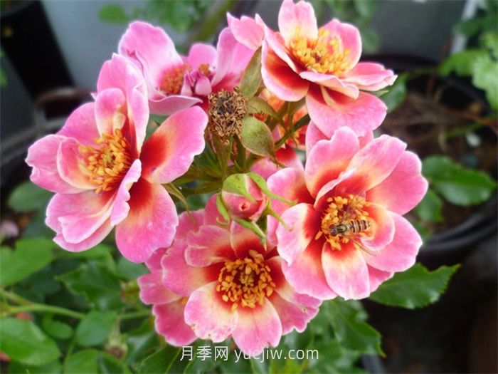 女王巴比倫之眼月季介紹和優(yōu)缺點(圖1)