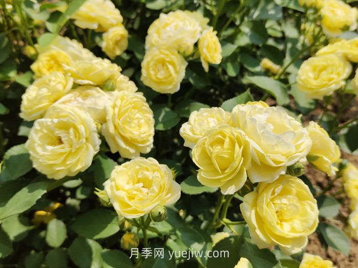 月季花的習性，要求什么樣的種植環(huán)境？(圖1)