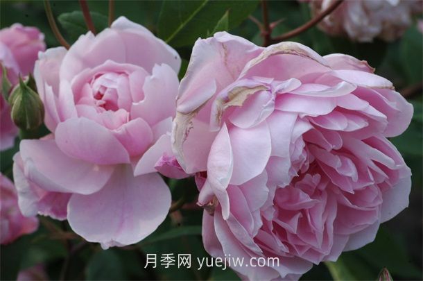 莫莉麥格雷迪月季介紹和優(yōu)缺點(圖1)
