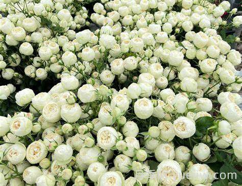 曼斯菲爾德白色莊園月季介紹和優(yōu)缺點(圖1)