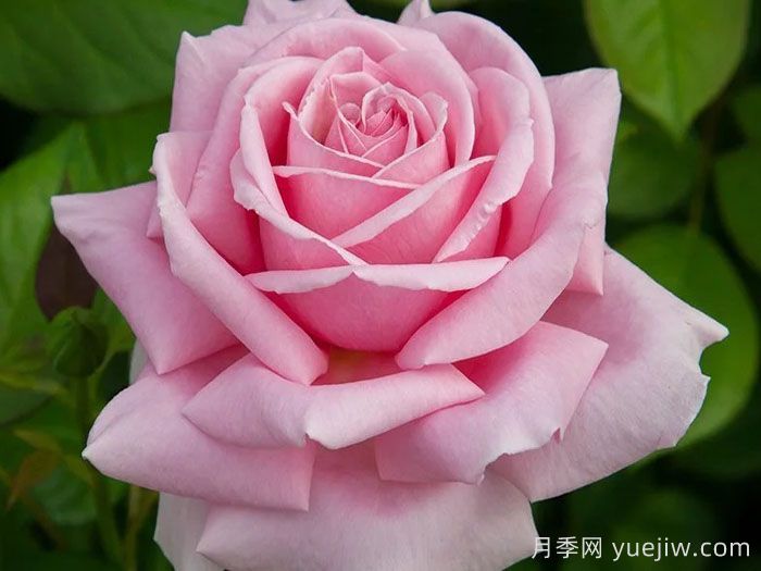 費(fèi)德里克米斯塔爾月季介紹和優(yōu)缺點(diǎn)(圖1)