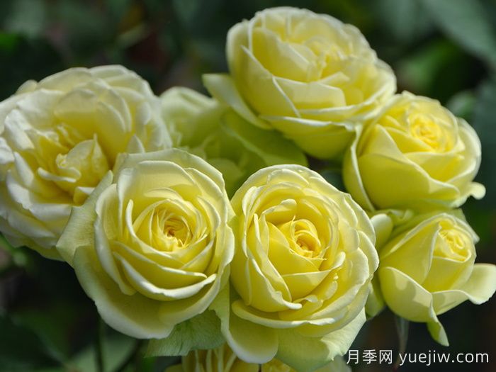 奶油龍沙寶石月季是藤本還是灌木？(圖1)