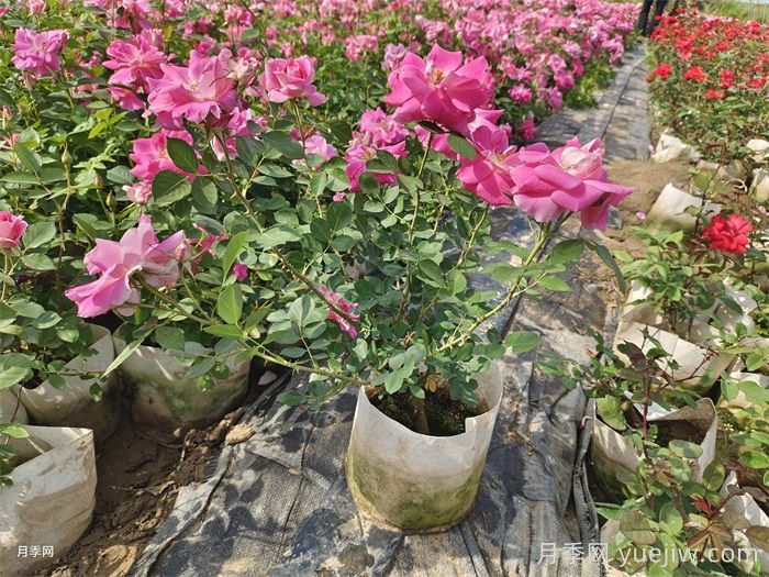 如何在夏季提升月季苗栽植成活率？(圖1)