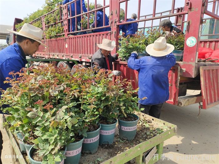 如何在夏季提升月季苗栽植成活率？(圖3)