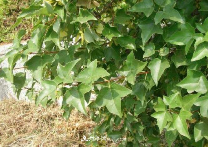 三角楓盆景的制作技術要點與養(yǎng)護(圖1)