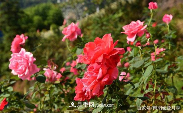 花瓣少的低維護(hù)月季到底有哪些優(yōu)點(diǎn)？(圖1)