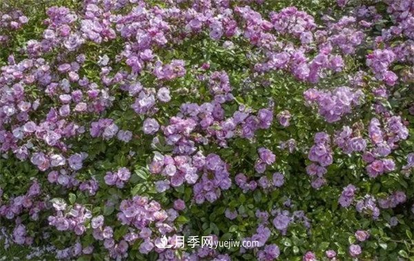 花瓣少的低維護(hù)月季到底有哪些優(yōu)點(diǎn)？(圖6)