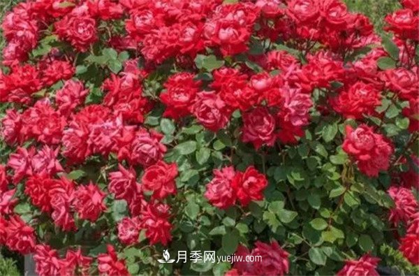 花瓣少的低維護(hù)月季到底有哪些優(yōu)點(diǎn)？(圖3)