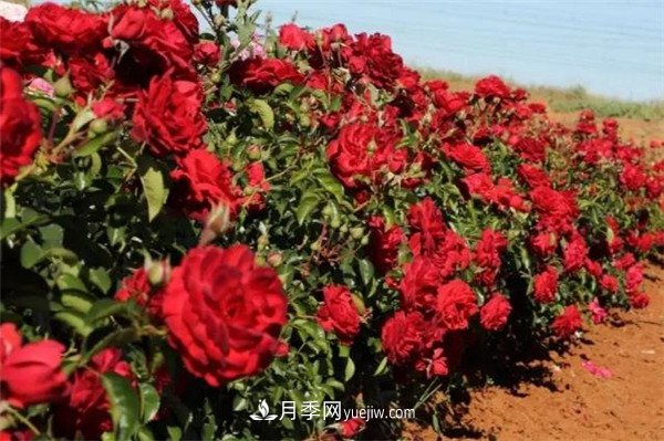花瓣少的低維護(hù)月季到底有哪些優(yōu)點(diǎn)？(圖2)