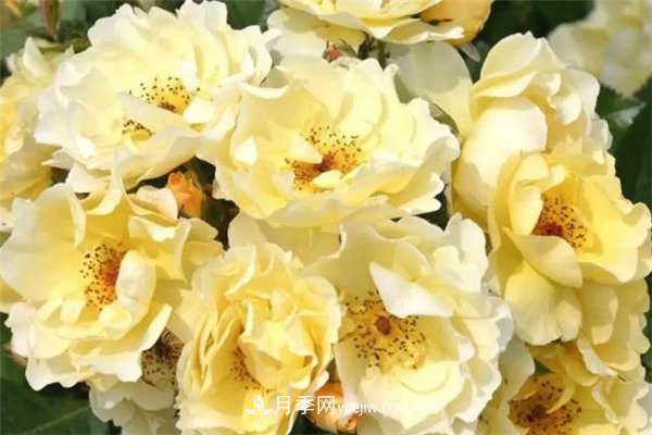 花瓣少的低維護(hù)月季到底有哪些優(yōu)點(diǎn)？(圖5)