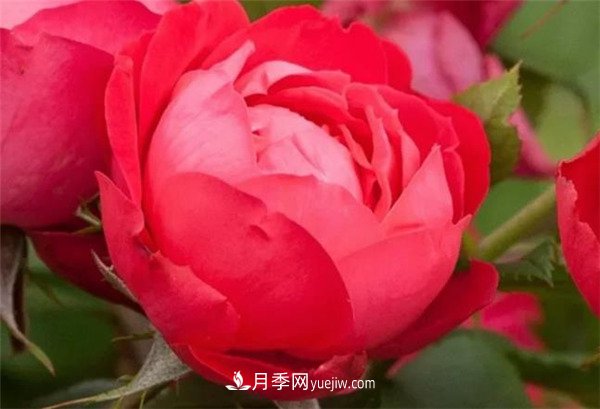 花瓣少的低維護(hù)月季到底有哪些優(yōu)點(diǎn)？(圖4)
