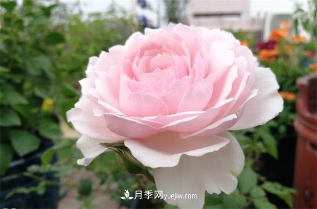 美咲月季，一個驚艷的日本仙女月季品種(圖1)