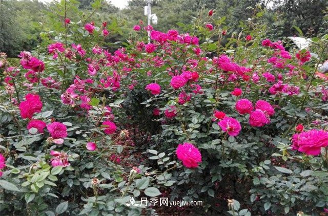 好多年沒到深圳人民公園看月季花展了，不知今年如何(圖2)