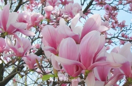 開封：玉蘭花開，燦爛綻放(圖1)