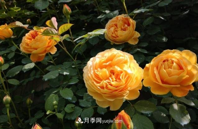 月季施肥用什么肥料好？別亂用不然只長葉不開花(圖1)