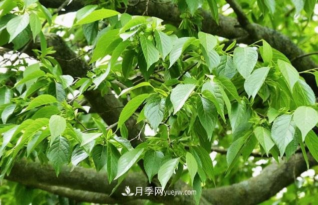 杜仲，可以在北方種植的珍貴樹種苗木(圖1)