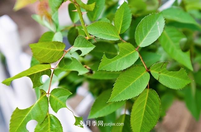 月季遇上切葉蜂，切葉蜂的習性和防治(圖1)