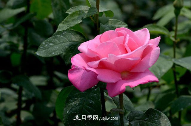 2021年月季人的狀態(tài)：面對復(fù)雜，保持歡喜(圖2)