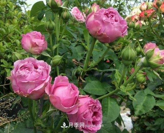 紫霧泡泡月季推薦，花色更是吸引人(圖2)
