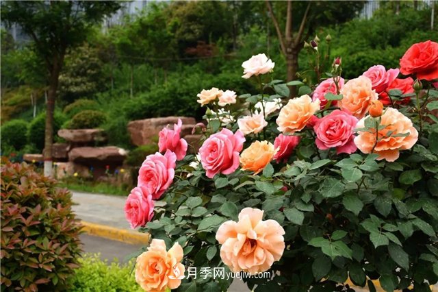 月季花霜霉病怎么預(yù)防和治療？(圖1)