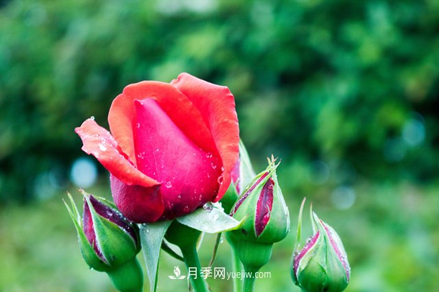 月季到了冬季要不要施肥？(圖1)