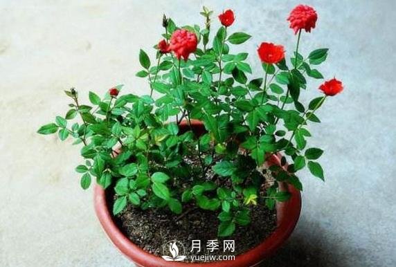 盆栽花卉哪些枝條需要修剪？(圖1)