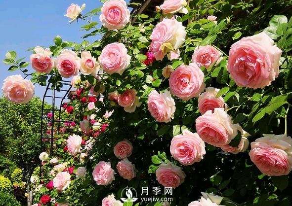 月季花有什么功效與作用？(圖1)