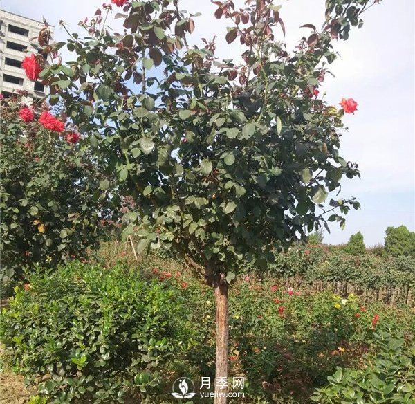 南陽月季樹基地報價，月季樹價格_月季樹批發(fā)(圖2)