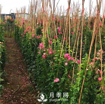 求購(gòu)藤本月季苗，找月季網(wǎng)基地(圖1)