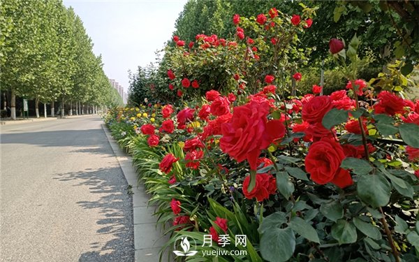 月季小苗，如何養(yǎng)壯？怎樣才能養(yǎng)好月季小苗？(圖1)