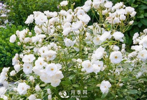 為何豐花月季深受工程采購的青睞？(圖1)