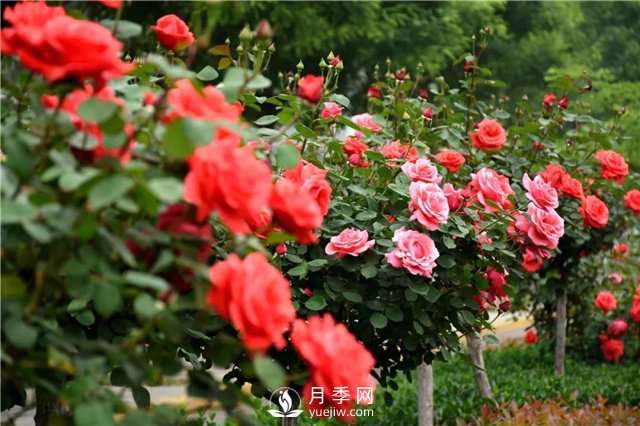 緋扇開(kāi)花時(shí)美爆了，還用于嫁接月季樹(shù)(圖2)