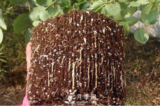 月季如何養(yǎng)根？(圖1)