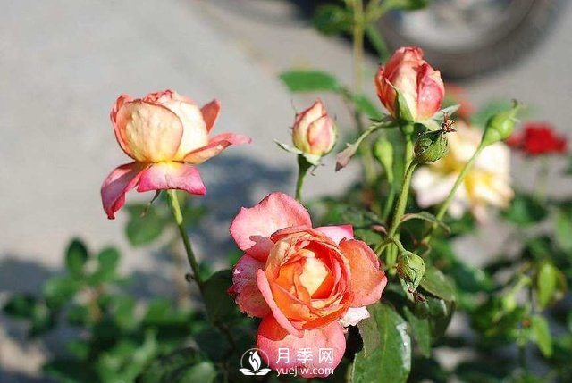 紅土是否可以拿來栽種月季？(圖1)
