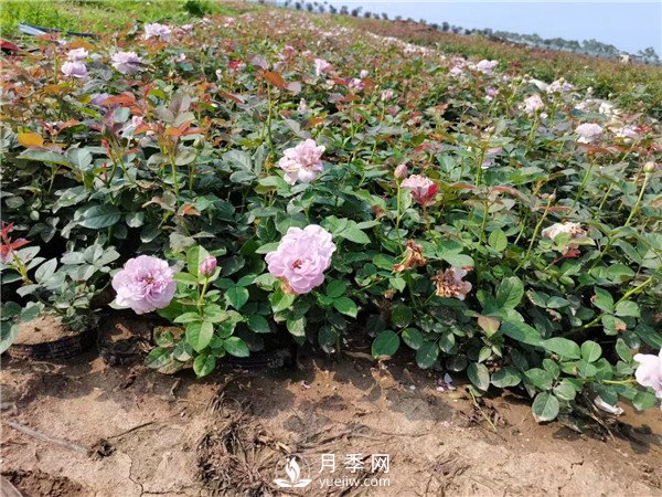 春天照著養(yǎng)，月季花朵多到爆炸！(圖1)