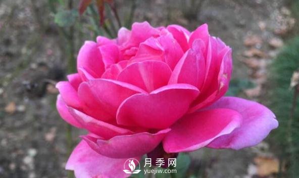 夏天來了，你該打理一下你的月季花了(圖1)
