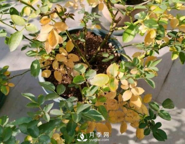 月季從底部開始黃葉是什么原因？(圖1)
