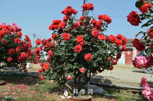 陶盆和塑料盆，哪個更適合種月季呢？(圖1)