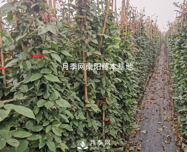 藤本月季養(yǎng)護攻略，千萬別錯過！(圖1)